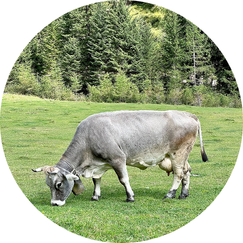 cow eating on a field